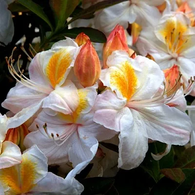 Азалия СИЛЬВЕР СЛИППЕР листопадная  Азалия СИЛЬВЕР СЛИППЕР листопадная в Балашихе