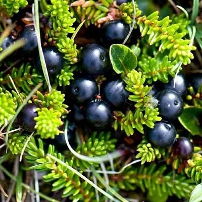 Водяника в Балашихе