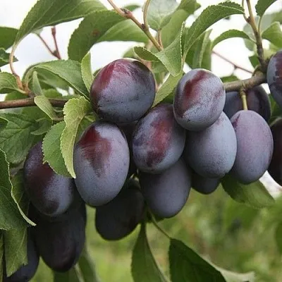 Слива РЕНКЛОД в Балашихе