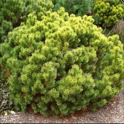 Ель ДАНС ДВАРФ обыкновення в Балашихе