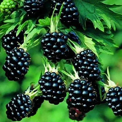 Ежевика КИТАНИНИ бесшипная  Ежевика КИТАНИНИ бесшипная в Балашихе