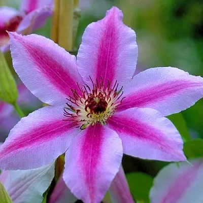 Клематис НЕЛЛИ МОЗЕР  Клематис НЕЛЛИ МОЗЕР в Балашихе