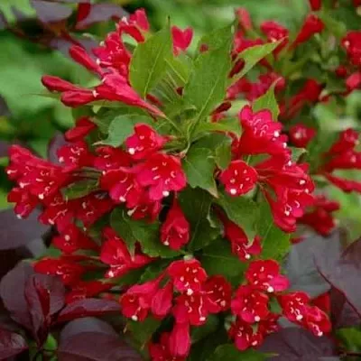 Вейгела РЕД ПРИНЦ  Вейгела РЕД ПРИНЦ в Балашихе