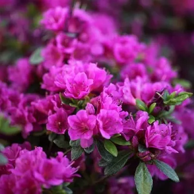 Азалия ГЕЙША ПЕРПЛ японская  Азалия ГЕЙША ПЕРПЛ японская в Балашихе