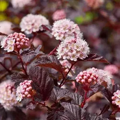 Пузыреплодник АНДРЕ   Пузыреплодник АНДРЕ  в Балашихе