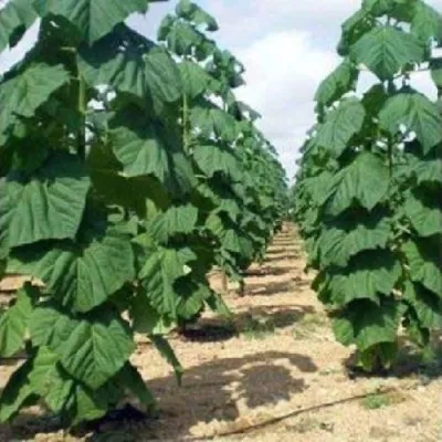 Павлония ПАО ТОГН Z07 в Балашихе