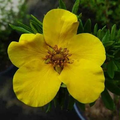 Лапчатка ГОЛДФИНГЕР кустарниковая  Лапчатка ГОЛДФИНГЕР кустарниковая в Балашихе