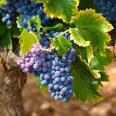 Виноград ЗИЛГА в Балашихе