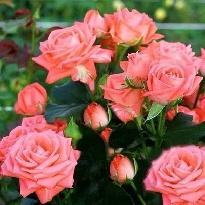 Саженцы роз БАРБАДОС спрей в Балашихе