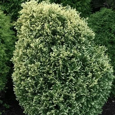 Туя ЛИТОМИШИЛ западная в Балашихе