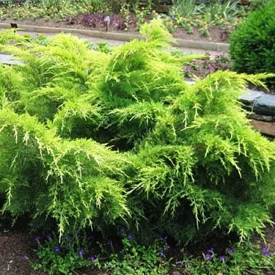 Можжевельник ГОЛД КОСТ средний в Балашихе