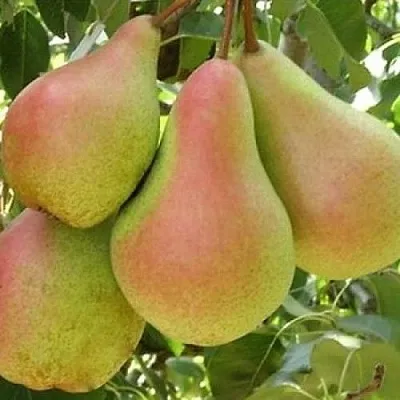 Груша ЛЕСНАЯ КРАСАВИЦА  Груша ЛЕСНАЯ КРАСАВИЦА в Балашихе