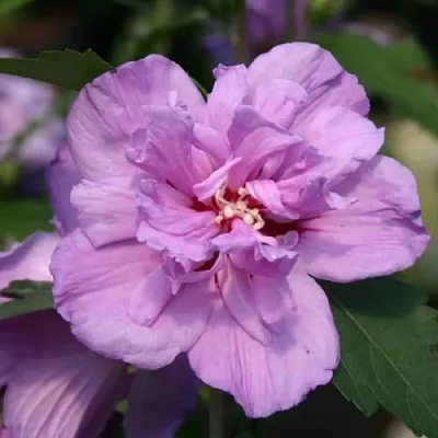 Гибискус АРДЕНС сирийский в Балашихе