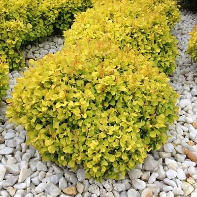 Барбарис БОНАНЗА ГОЛД тунберга в Балашихе