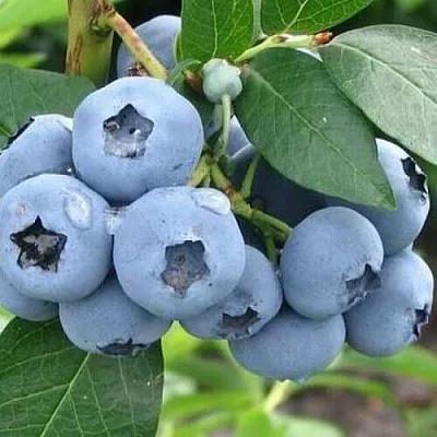 Голубика БЛЮЭТТА  Голубика БЛЮЭТТА в Балашихе