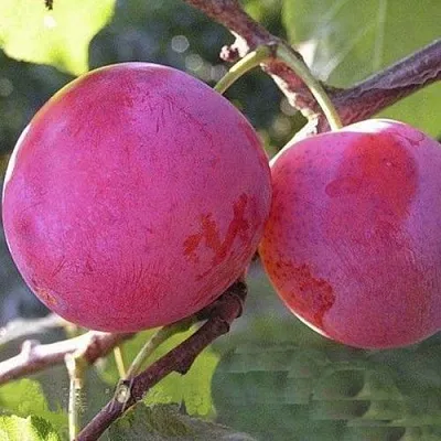 Слива ДЕЛИКАТНАЯ в Балашихе