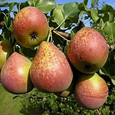 Груша МРАМОРНАЯ  Груша МРАМОРНАЯ в Балашихе