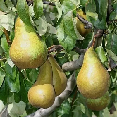 Груша САПФИРА колонновидная  Груша САПФИРА колонновидная в Балашихе