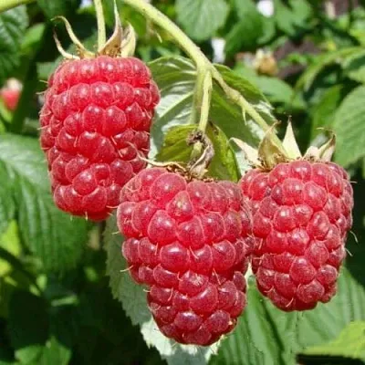 Саженцы малинового дерева Таруса