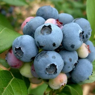 Голубика КОЛЛИНЗ  Голубика КОЛЛИНЗ в Балашихе