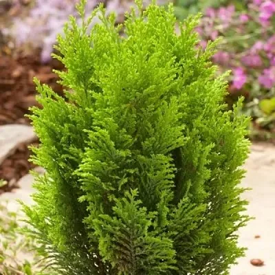 Кипарисовик ЭЛВУДИ ГОЛД лавсона в Балашихе