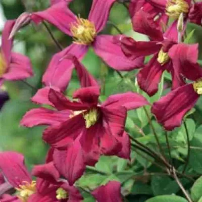 Клематис СТРОУБЕРРИ ФИЛДС  Клематис СТРОУБЕРРИ ФИЛДС в Балашихе