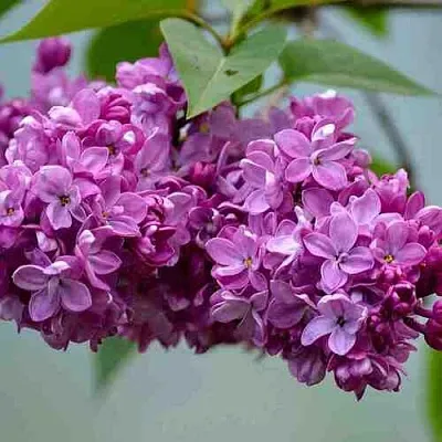 Сирень  в Балашихе