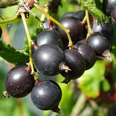 Йошта ДЖОСТАБЕРРИ  Йошта ДЖОСТАБЕРРИ в Балашихе