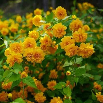 Керрия японская ПЛЕНИФЛОРА  Керрия японская ПЛЕНИФЛОРА в Балашихе