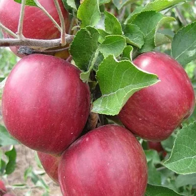 Яблоня МОСКОВСКОЕ ОЖЕРЕЛЬЕ колонновидная  Яблони Московское Ожерелье колонновидная в Балашихе