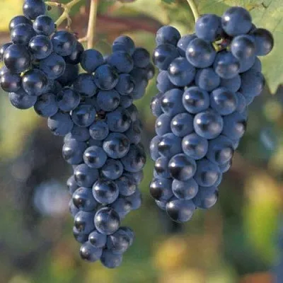 Виноград МАРКЕТТ в Балашихе