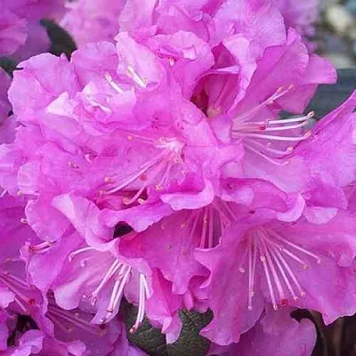 Рододендрон П.Ж.М. ЭЛИТ  Рододендрон П.Ж.М. ЭЛИТ в Балашихе