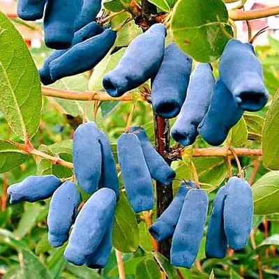 Жимолость съедобная НИМФА (ГАММА) в Балашихе