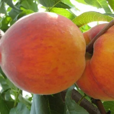 Персик СОЧНЫЙ — описание сорта Персик СОЧНЫЙ в Балашихе