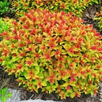 Спирея ГОЛДФЛЕЙМ в Балашихе