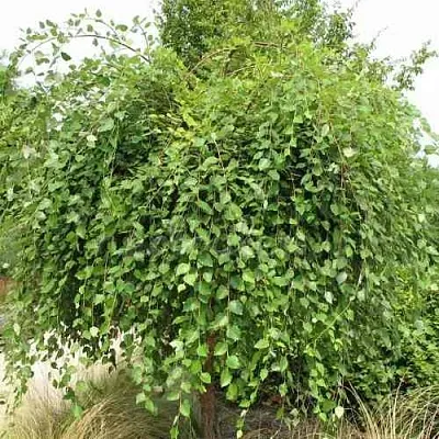 Береза САММЕР КАСКАД черная в Балашихе