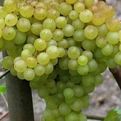 Виноград КИШМИШ 342 в Балашихе