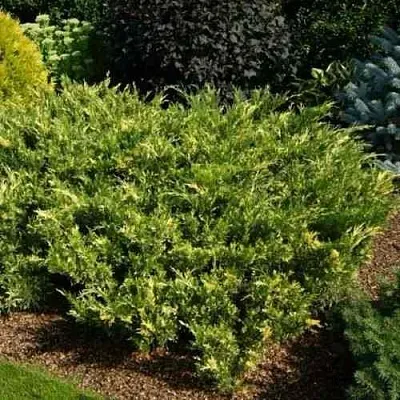 Можжевельник ВАРИЕГАТА казацкий в Балашихе