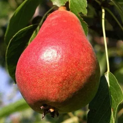 Груша НАРЯДНАЯ ЕФИМОВА  Груша НАРЯДНАЯ ЕФИМОВА в Балашихе