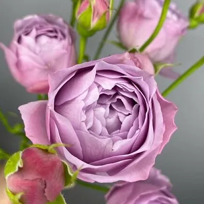 Саженцы роз ЛАВЕНДЕР БАБЛС спрей  Саженцы роз ЛАВЕНДЕР БАБЛС спрей в Балашихе