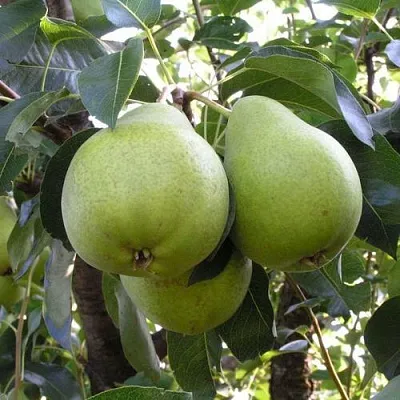 Груша МАСЛЯНИСТАЯ ЛЕТНЯЯ  Груша МАСЛЯНИСТАЯ ЛЕТНЯЯ в Балашихе