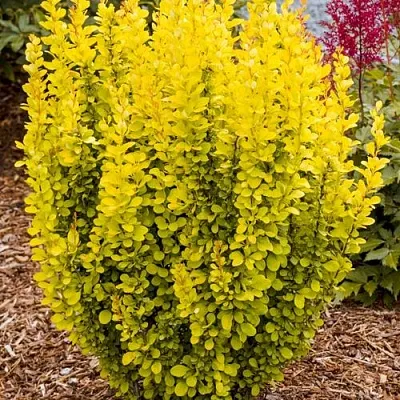 Барбарис ГОЛДЕН ТОРЧ тунберга в Балашихе