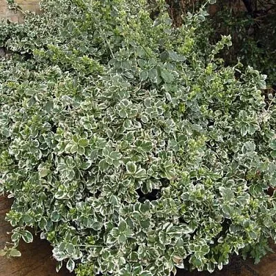 Бересклет ЭМЕРАЛЬД ГАИТИ форчуна в Балашихе