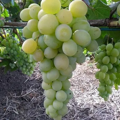 Виноград ФРУМОАСА АЛБЭ в Балашихе