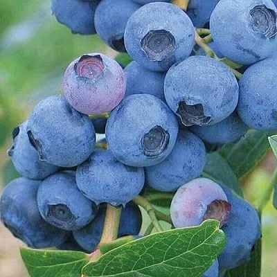 Голубика ЭРЛИБЛЮ  Голубика ЭРЛИБЛЮ в Балашихе