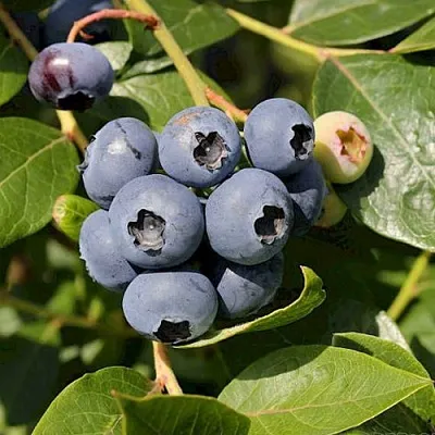 Голубика ШАНТЕКЛЕР  Голубика ШАНТЕКЛЕР в Балашихе