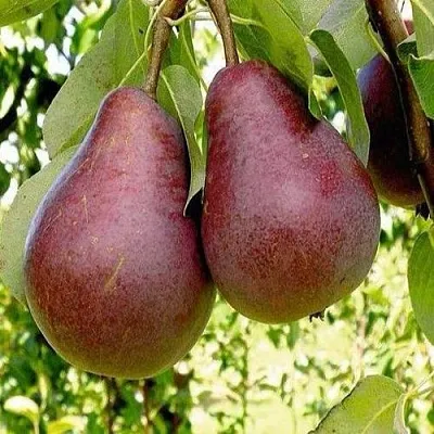 Груша с красной мякотью КРАСНАЯ ИЗ СААРЕМА  Груша с красной мякотью КРАСНАЯ ИЗ СААРЕМА в Балашихе
