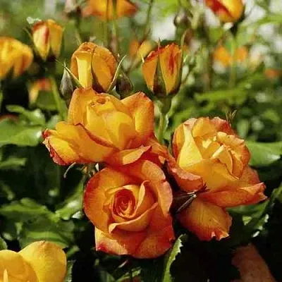 Саженцы роз САХАРА плетистая  Саженцы роз САХАРА плетистая в Балашихе