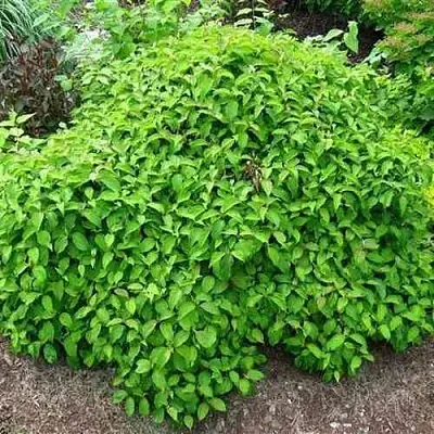 Дерен КЕЛСЕИ шелковистый   Дерен КЕЛСЕИ шелковистый  в Балашихе