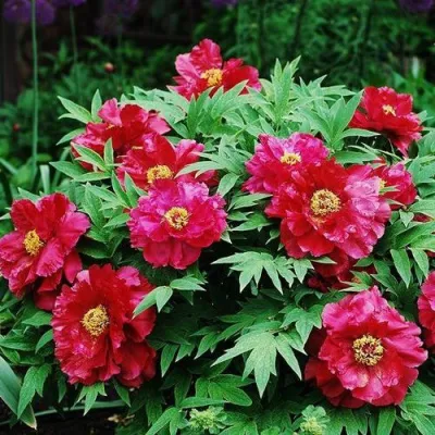 Пион КРАСНЫЙ ЛОТОС древовидный в Балашихе